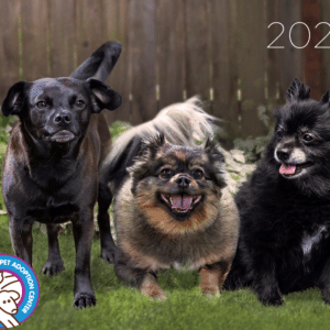 homeward bound pet adoption center