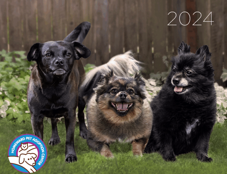 Three small dogs stand on green grass in front of a wooden fence. The left dog is black, the center dog is tan and fluffy, and the right dog is black with white on its face. 2024 and a pet adoption center logo are in the corners.