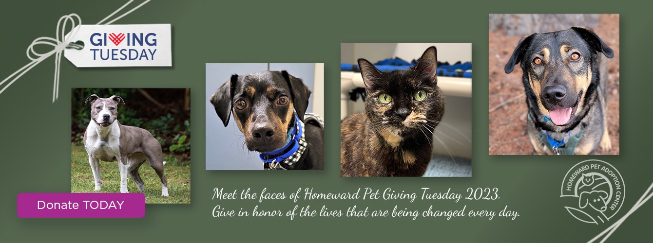 Photos of 4 pets. Text: Meet the faces of Homeward Pet Giving Tuesday 2023. Give in honor of the lives that are being changed every day.