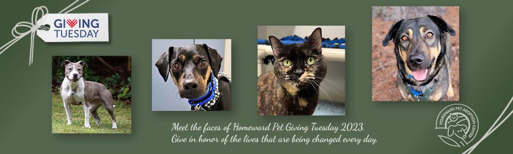 Photos of 4 pets. Text: Meet the faces of Homeward Pet Giving Tuesday 2023. Give in honor of the lives that are being changed every day.