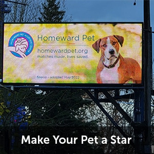 Make Your Pet a Star