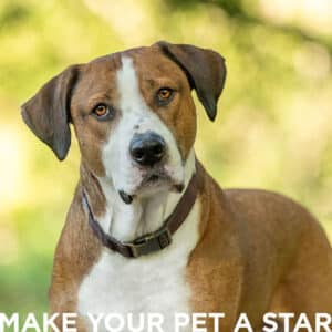 Make Your Pet A Star