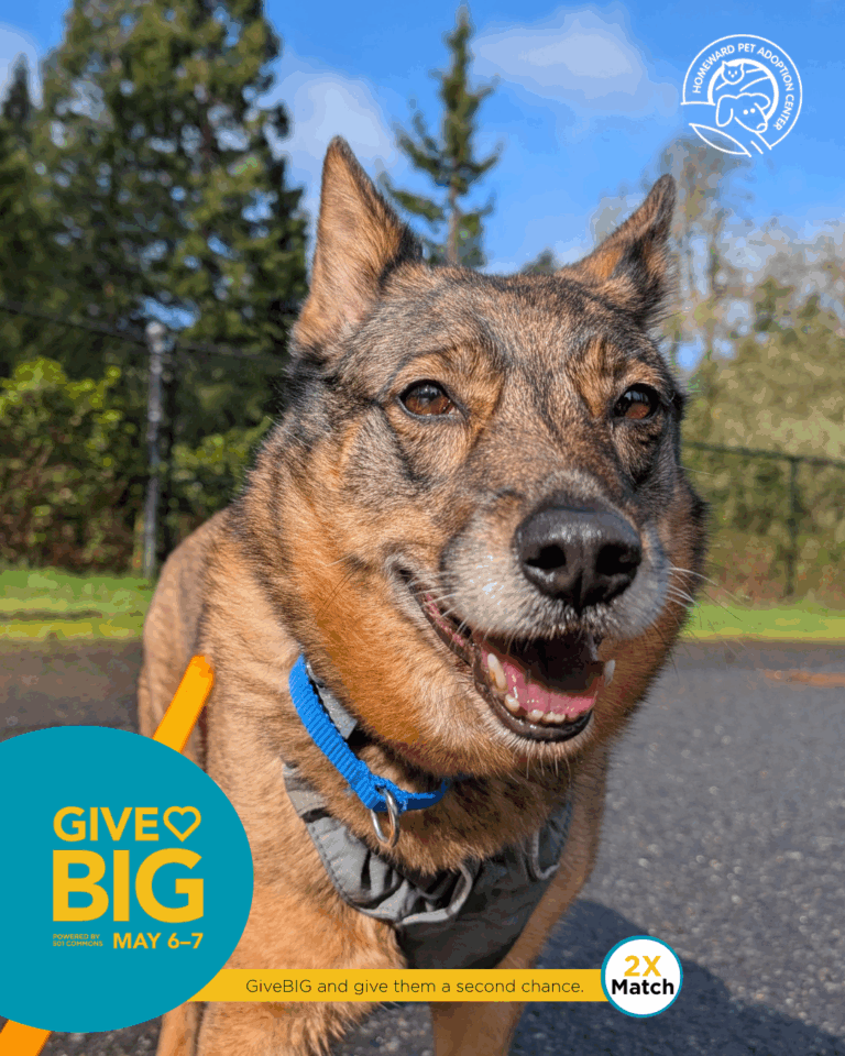 A happy brown and black dog with upright ears is outside on a leash, looking at the camera. The image promotes a pet adoption event called GiveBIG on May 6-7, with a 2x match donation offer.