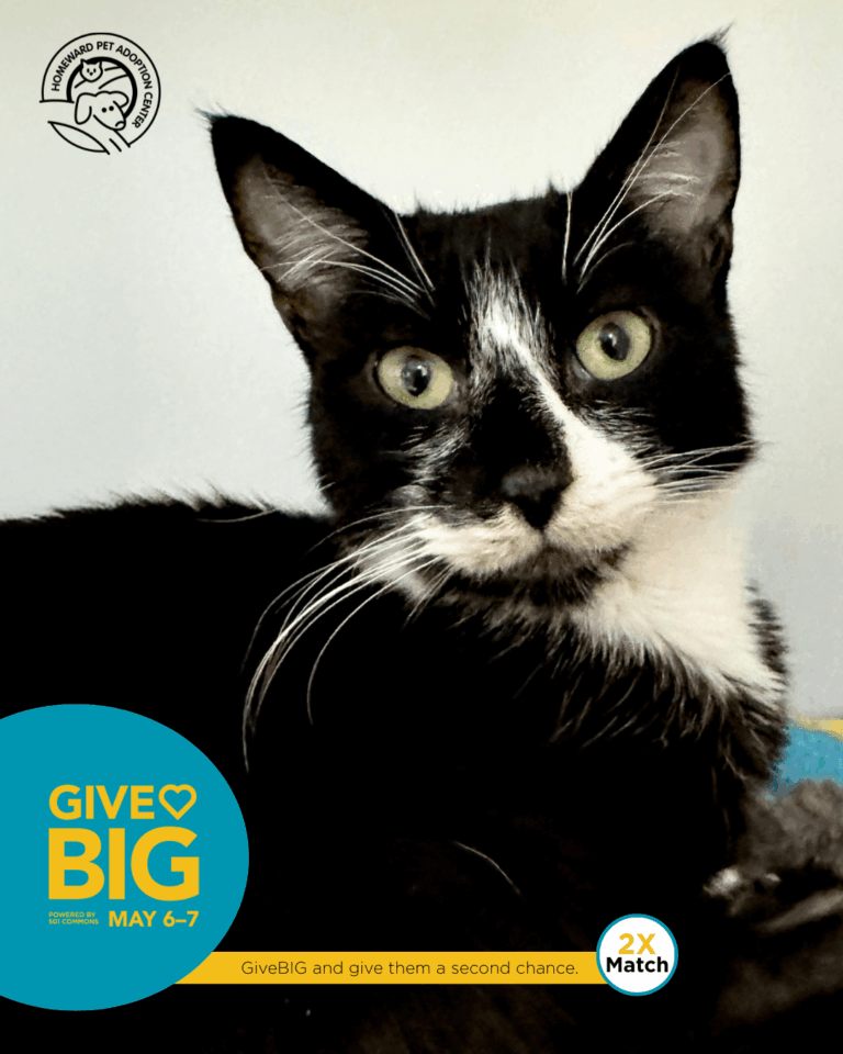 A black and white cat with green eyes looks at the camera. The image has text promoting GiveBIG on May 6–7 to support pets, with a note about donations being matched. Richmond Pet Adoption Program logo is in the corner.
