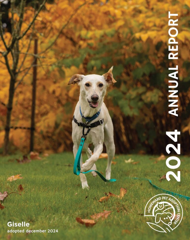 A light-colored dog with a blue harness runs on green grass in front of autumn trees. Text reads 2024 Annual Report and Giselle, adopted December 2024 with the Homeward Pet Adoption Center logo.