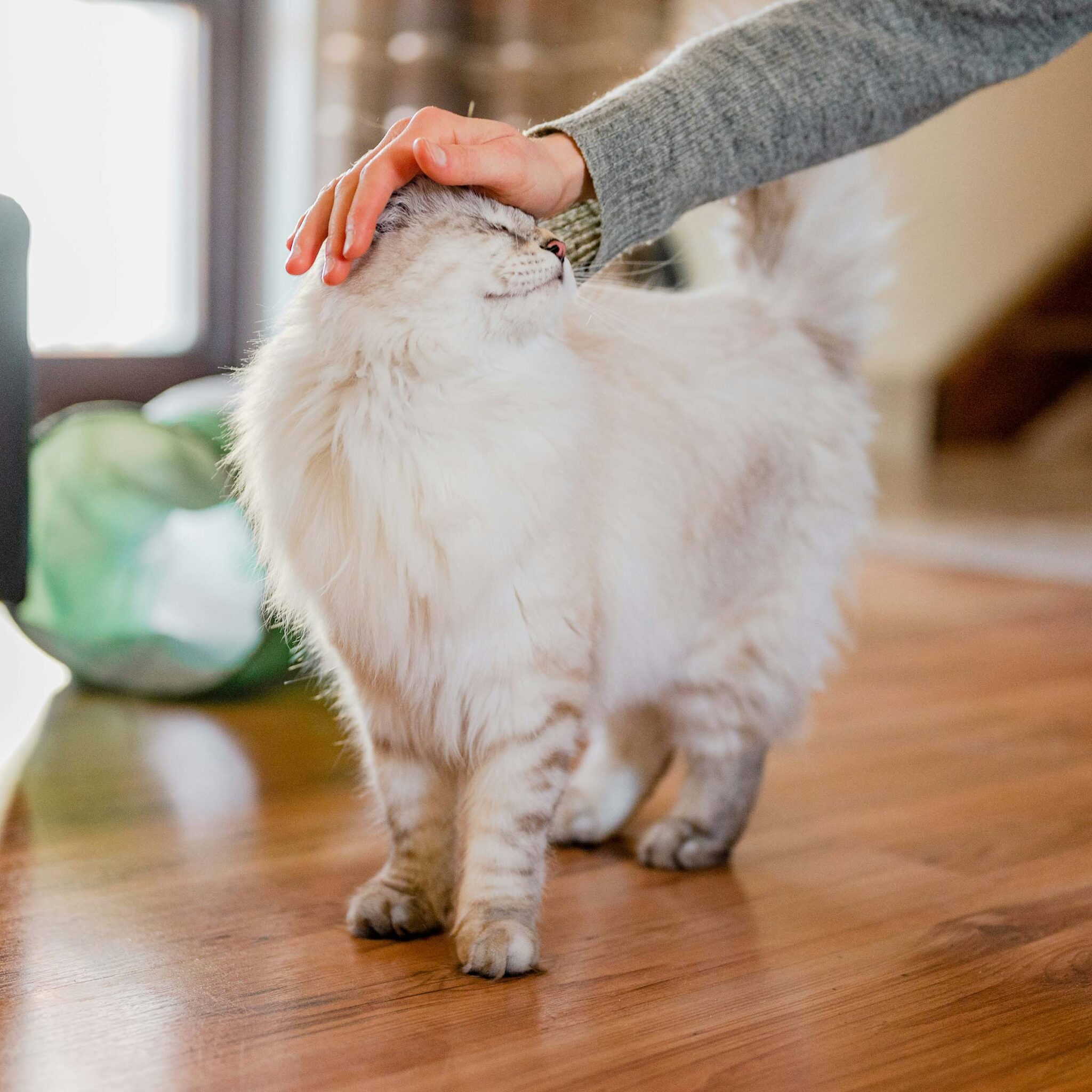 homeward-pet-catopia-2025