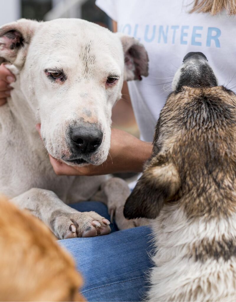 A person wearing a VOLUNTEER shirt gently holds a white dog, while another brown and white dog sniffs the white dog. The scene appears caring and supportive.