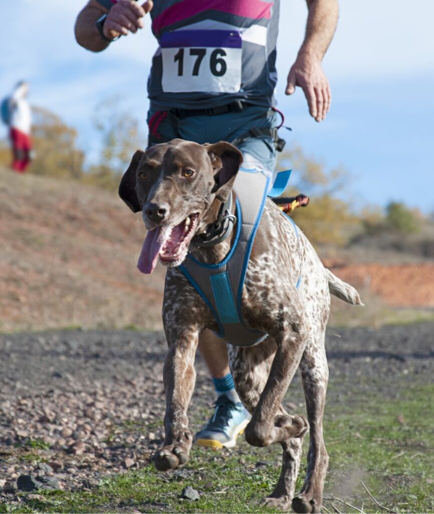 A brown and white dog wearing a blue harness runs energetically outdoors, attached to a runner with a race bib numbered 176. The background shows a trail and some autumn trees.