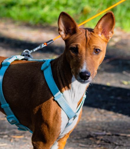 A brown and white dog wearing a light blue harness stands outdoors on a leash, with sunlight highlighting its face and ears. The background is blurred greenery and a shaded path.