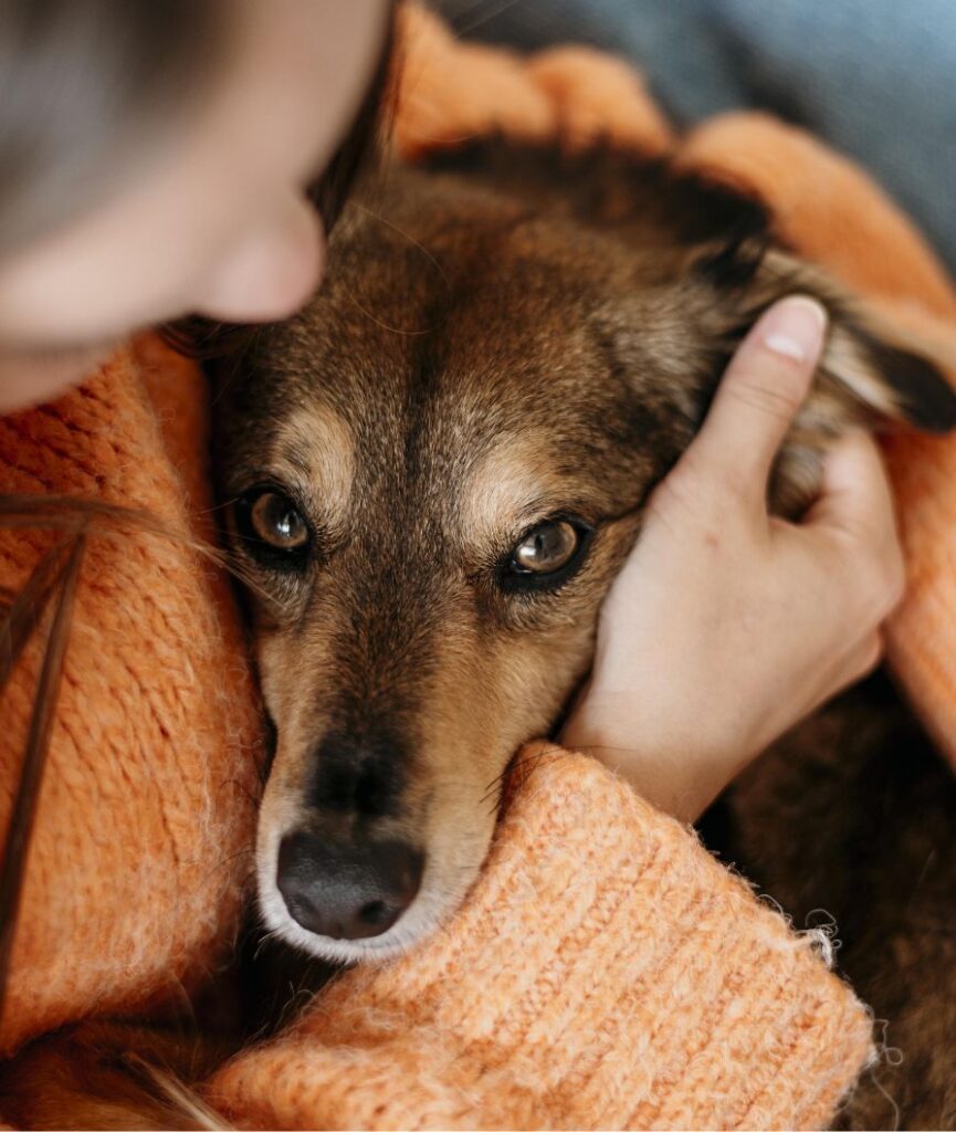 A close-up of a dog being gently hugged by a person wearing an orange sweater, with the dogs face nestled against the persons arms.