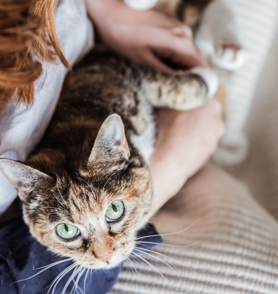 A tabby cat with green eyes lies comfortably in a persons arms, looking up. The person is partially visible, wearing a blue sleeve, and is petting the cat on a light, textured surface.