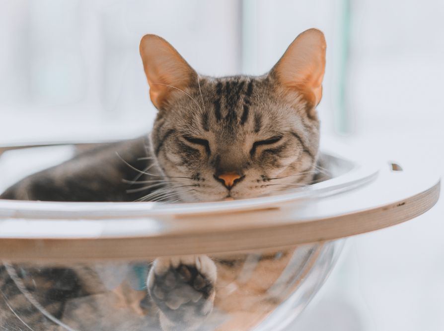 A tabby cat with closed eyes is resting comfortably inside a transparent, round bowl-shaped perch attached to a wooden surface. The cat looks relaxed and cozy, with its head and paw visible.