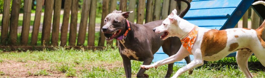 Two dogs, one gray and one white with brown patches, run and play together on grass in a fenced outdoor area near a blue ramp. Both dogs look energetic and joyful.