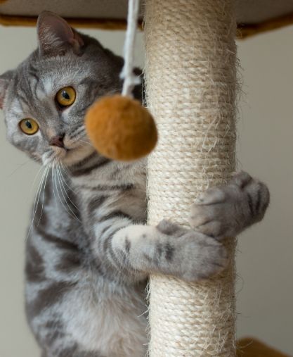 A gray tabby cat with orange eyes clings to a scratching post while gazing at a hanging brown ball toy.