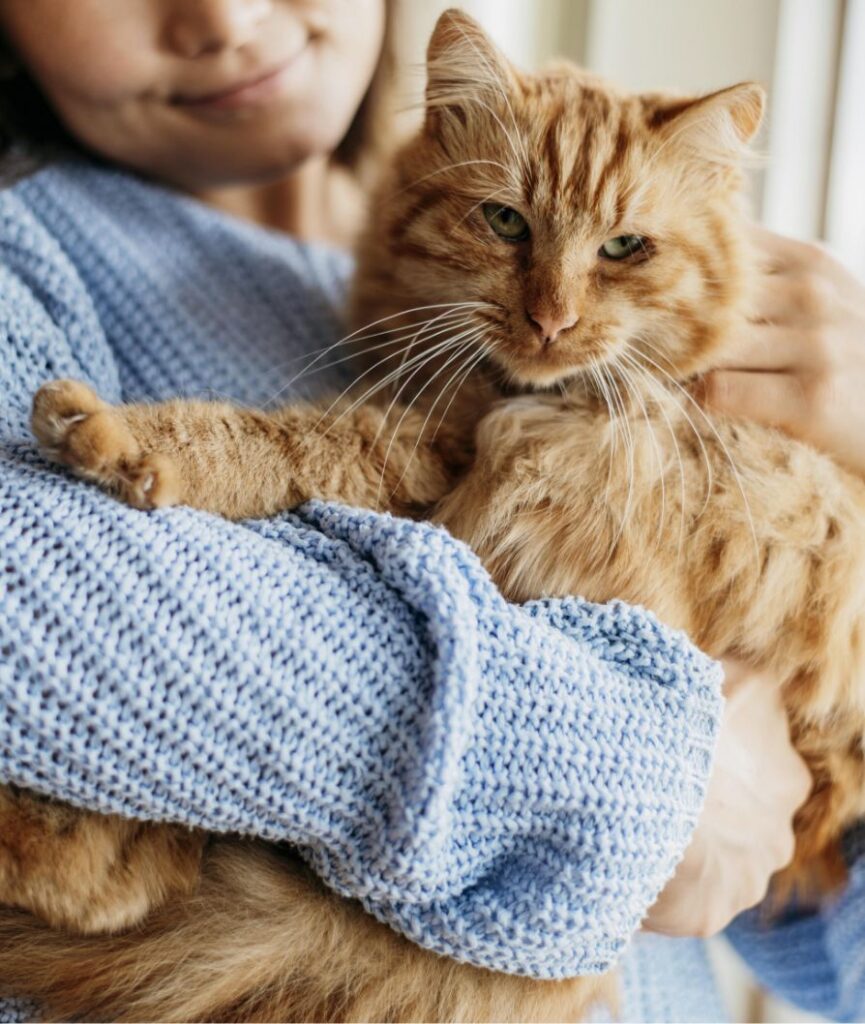 A person in a blue knit sweater holds a fluffy orange tabby cat, who looks relaxed and slightly curious. The persons face is partially visible, showing a gentle smile.