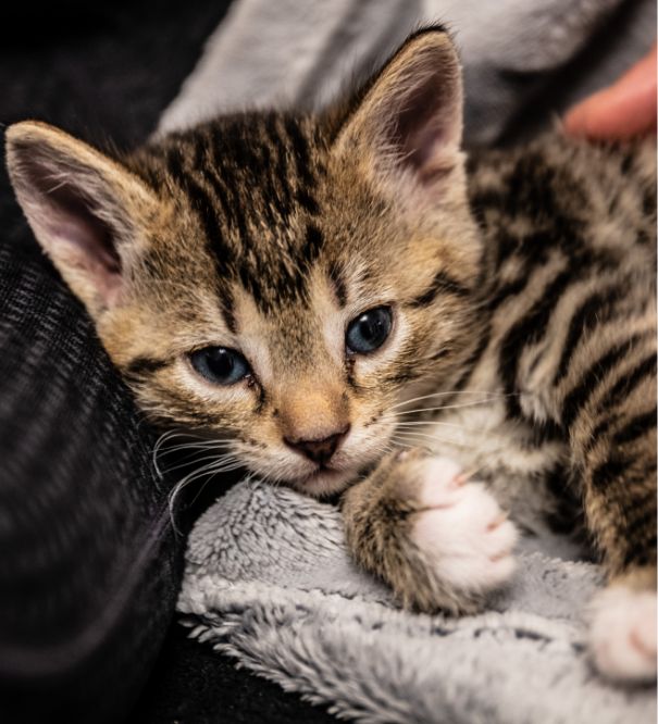 A close-up of a tabby kitten with blue eyes lying on a soft gray blanket, looking directly at the camera. Its front paw is stretched out, and a hand is gently touching its back.