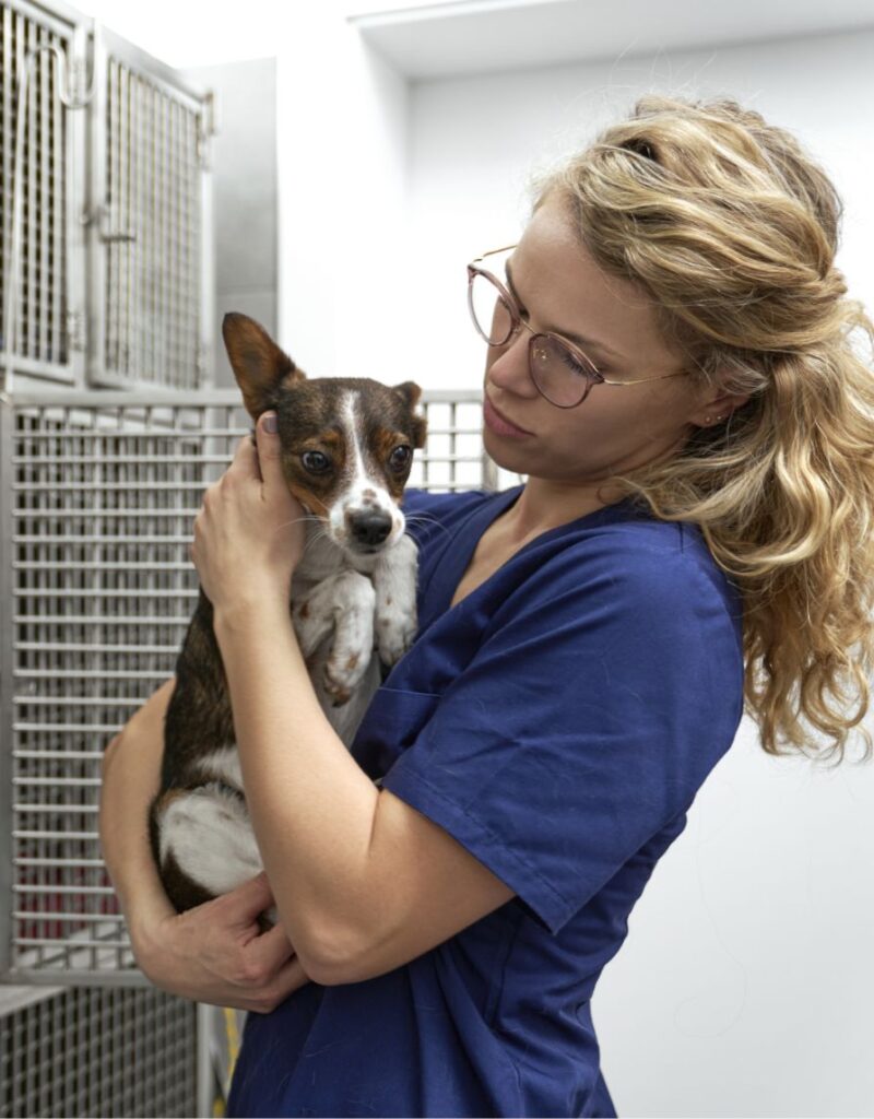 A woman in blue scrubs and glasses gently holds a small, brown and white dog in an animal clinic, standing next to metal cages.