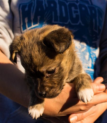 A person holding a small brown and black puppy with white-tipped paws. The puppy looks down while sunlight highlights its fur. The person wears a grey sweatshirt with blue text.