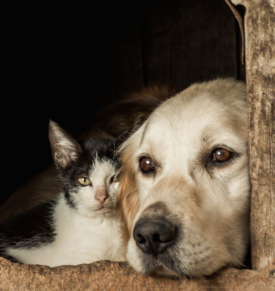 A black and white cat and a light-colored dog snuggle closely together inside a wooden shelter, both gazing calmly out through the entrance.