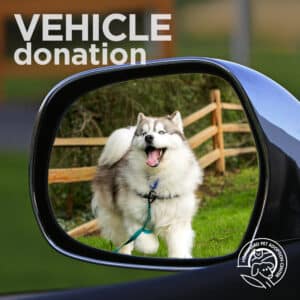 A dog in a side mirror.