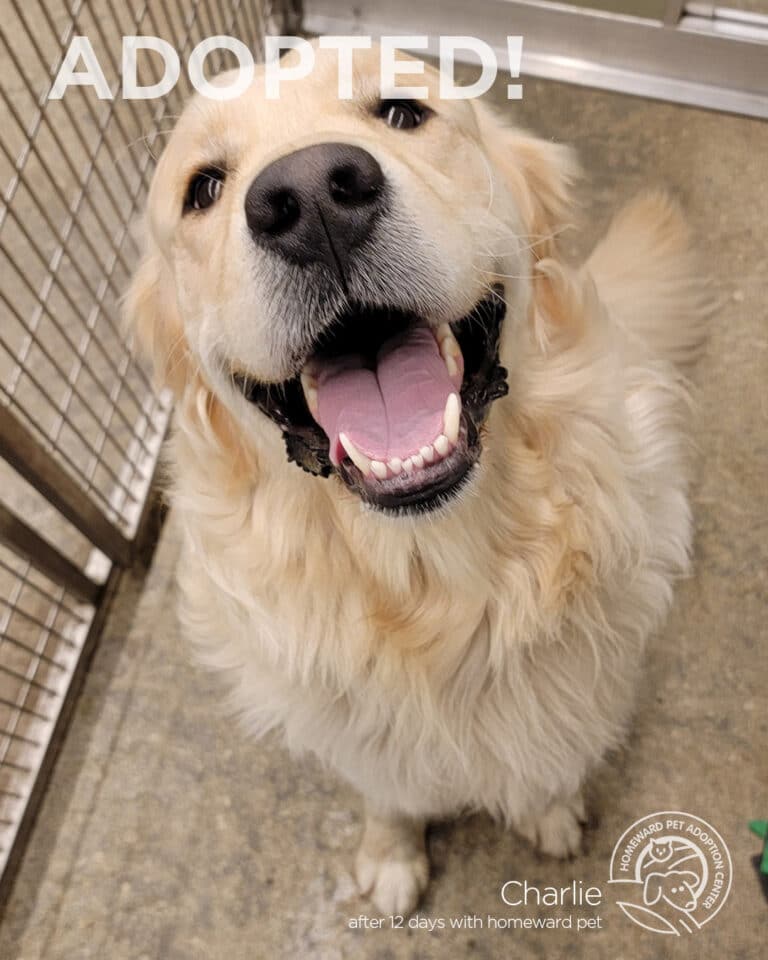 A happy golden retriever with its mouth open and tongue out sits in a kennel. The word “ADOPTED!” is written above, and a badge at the bottom right reads “Charlie after 12 days with homeward pet adoption.”.