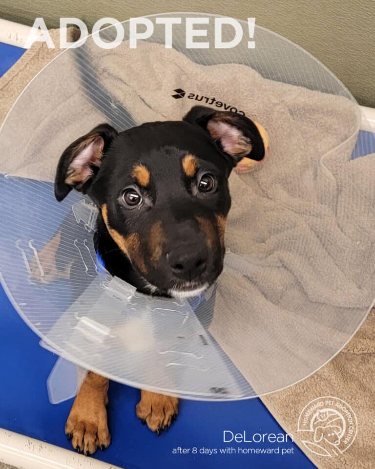 A black and brown puppy wearing a cone sits on a blue mat, looking up. Text above reads ADOPTED! and text below says DeLorean after 8 days with homeward pet. A towel and logo are visible in the background.