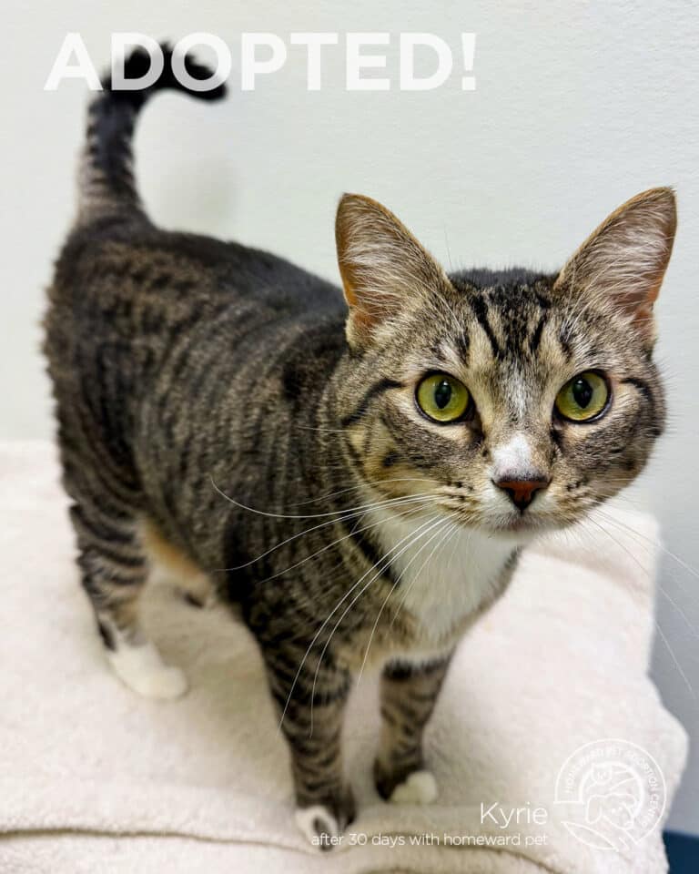 A tabby cat with white paws and chest stands on a beige surface, looking up. Text above reads ADOPTED! and Kyrie after 30 days with homeward pet is written at the bottom right.