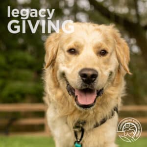 A happy golden retriever sits outdoors, facing the camera with its mouth open. Text on the image reads legacy GIVING. A circular logo with a dog and cat is in the bottom right corner.