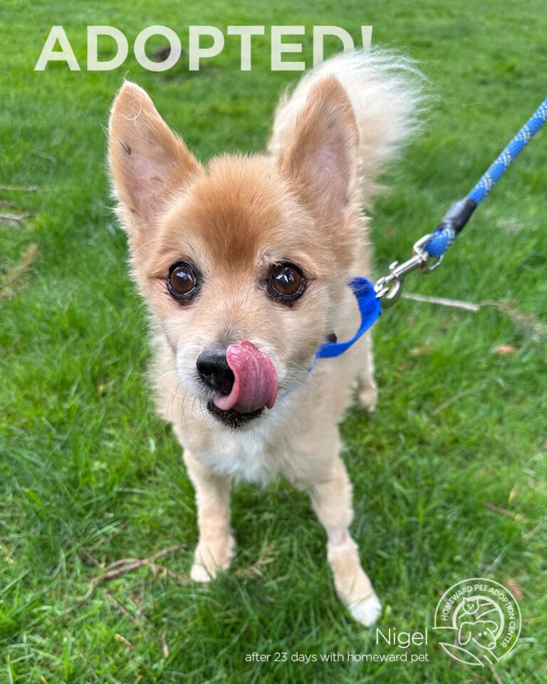 A small, tan and white dog on a blue leash stands on grass, licking its nose. The word ADOPTED! appears above its head, and text at the bottom reads, Nigel after 23 days with homeward pet.