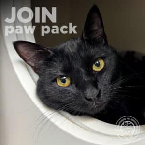 A black cat with yellow eyes lies in a white curved space. Text in the top left corner reads “JOIN paw pack.” A small circular logo appears in the bottom right corner.