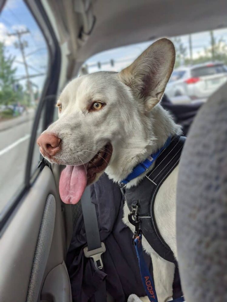 A white dog with light brown eyes and a blue collar sits in the back seat of a car, looking out the window with its mouth open and tongue out. The dog wears a black harness and appears happy.