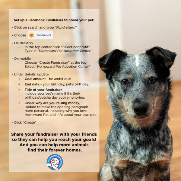 A black and white dog sits on a wood floor looking up. Next to the dog are step-by-step instructions for setting up a Facebook fundraiser to honor a pet, with text highlighted and a logo at the bottom.