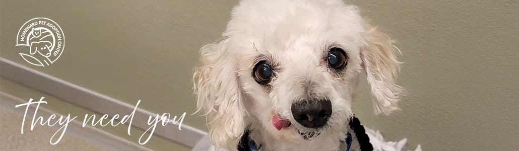 Photo of a white dog with a tongue sticking out. Text: They need you.