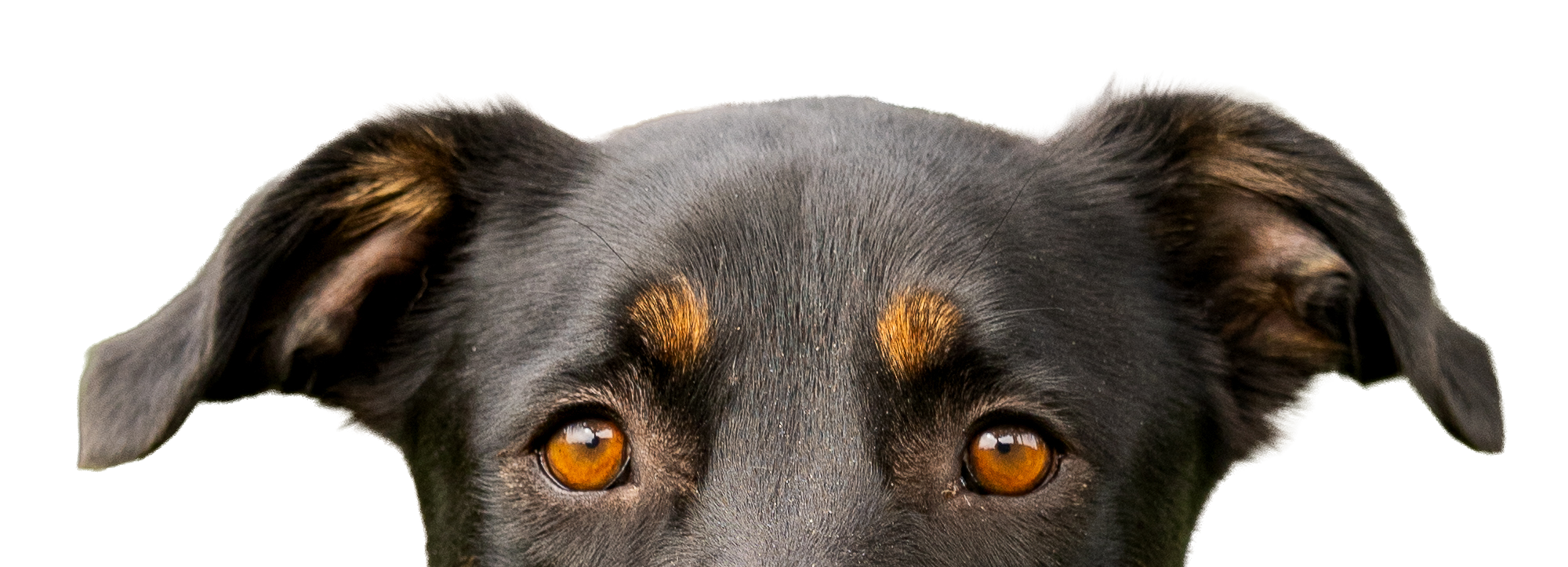 Dog Pin