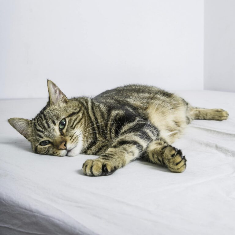 How to Know If Your Cat Is Sad