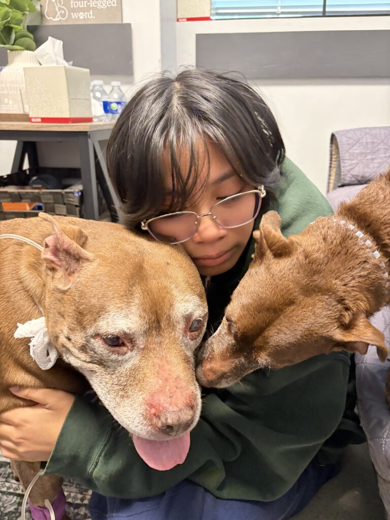 A person with glasses hugs two elderly brown dogs, one with a gray muzzle and a medical bandage, while the other nuzzles closely. They appear to be in an indoor setting, possibly a veterinary clinic.