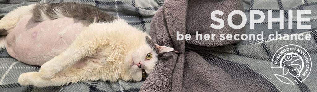 Overweight black gray and white cat laying on her back. Text: Sophie Be her second chance